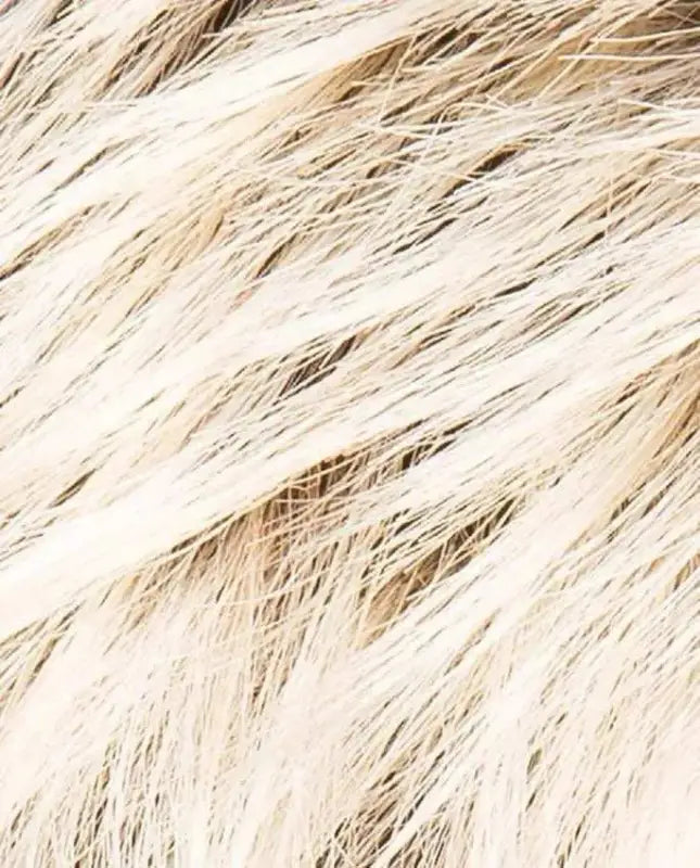 lightchampagne rooted
